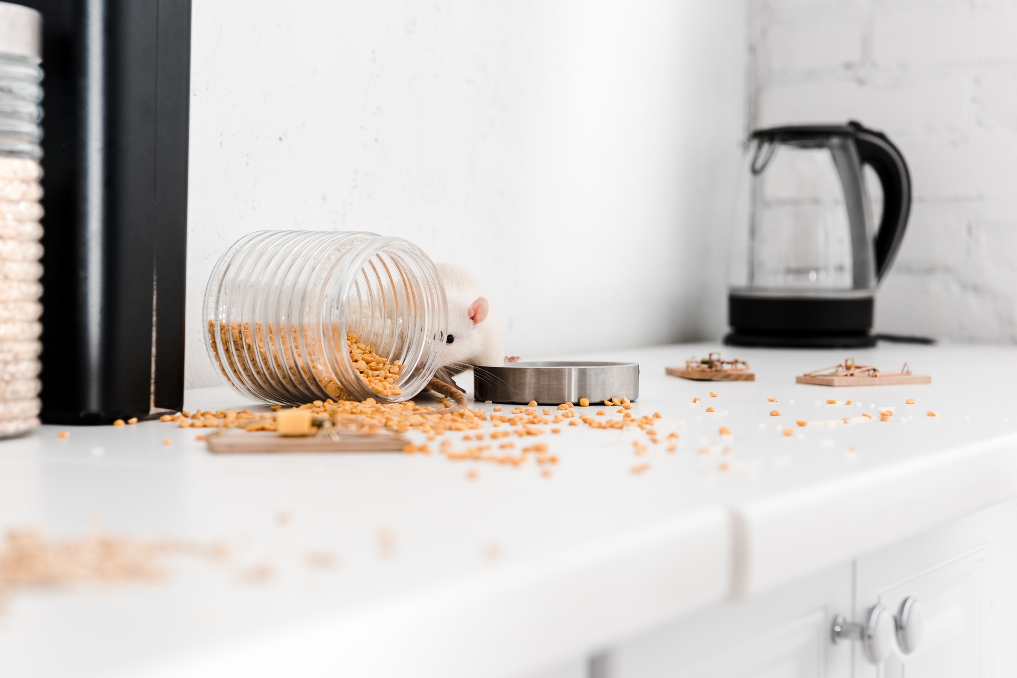 Rodent Control